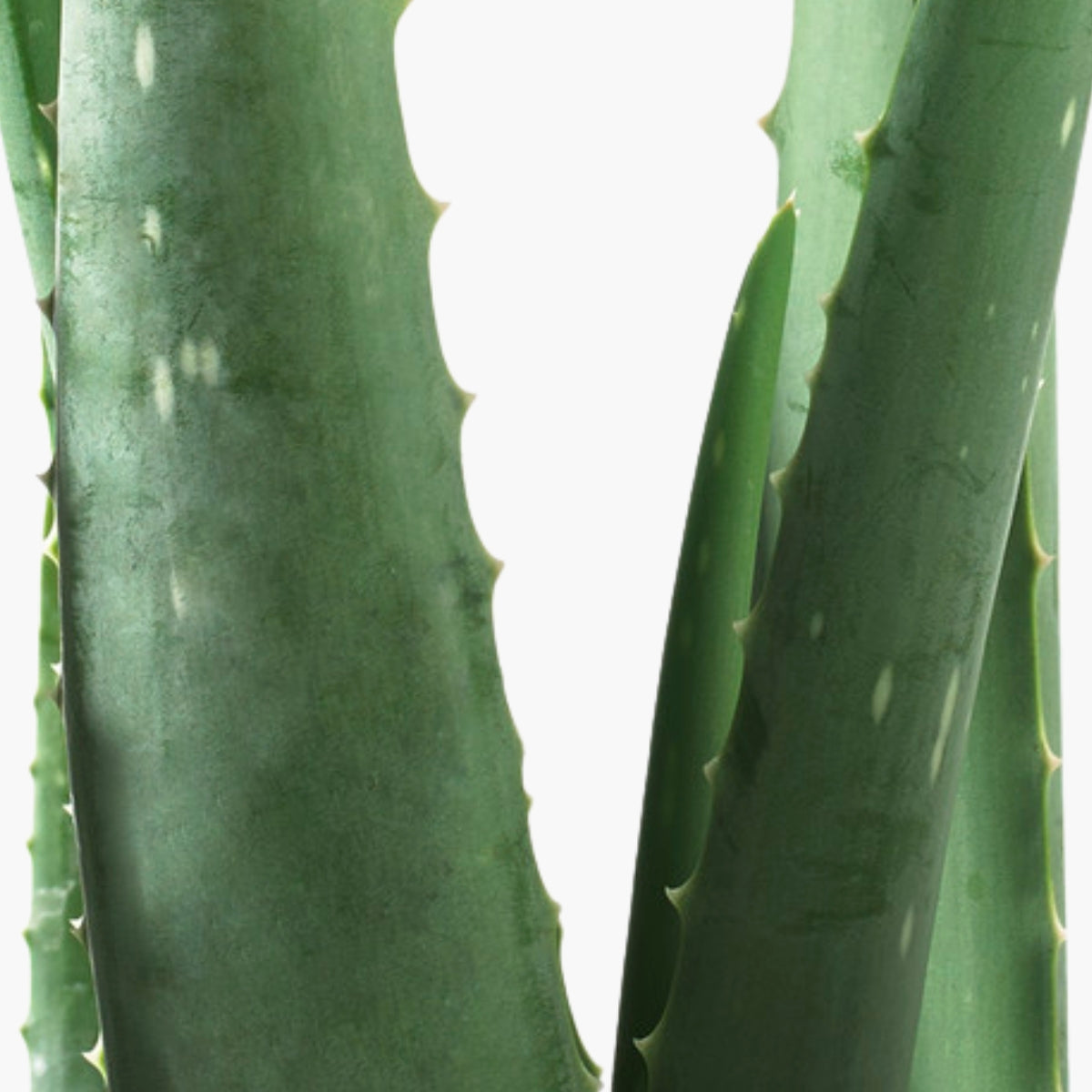 Aloe - DermaQuest Clinical Ingredient