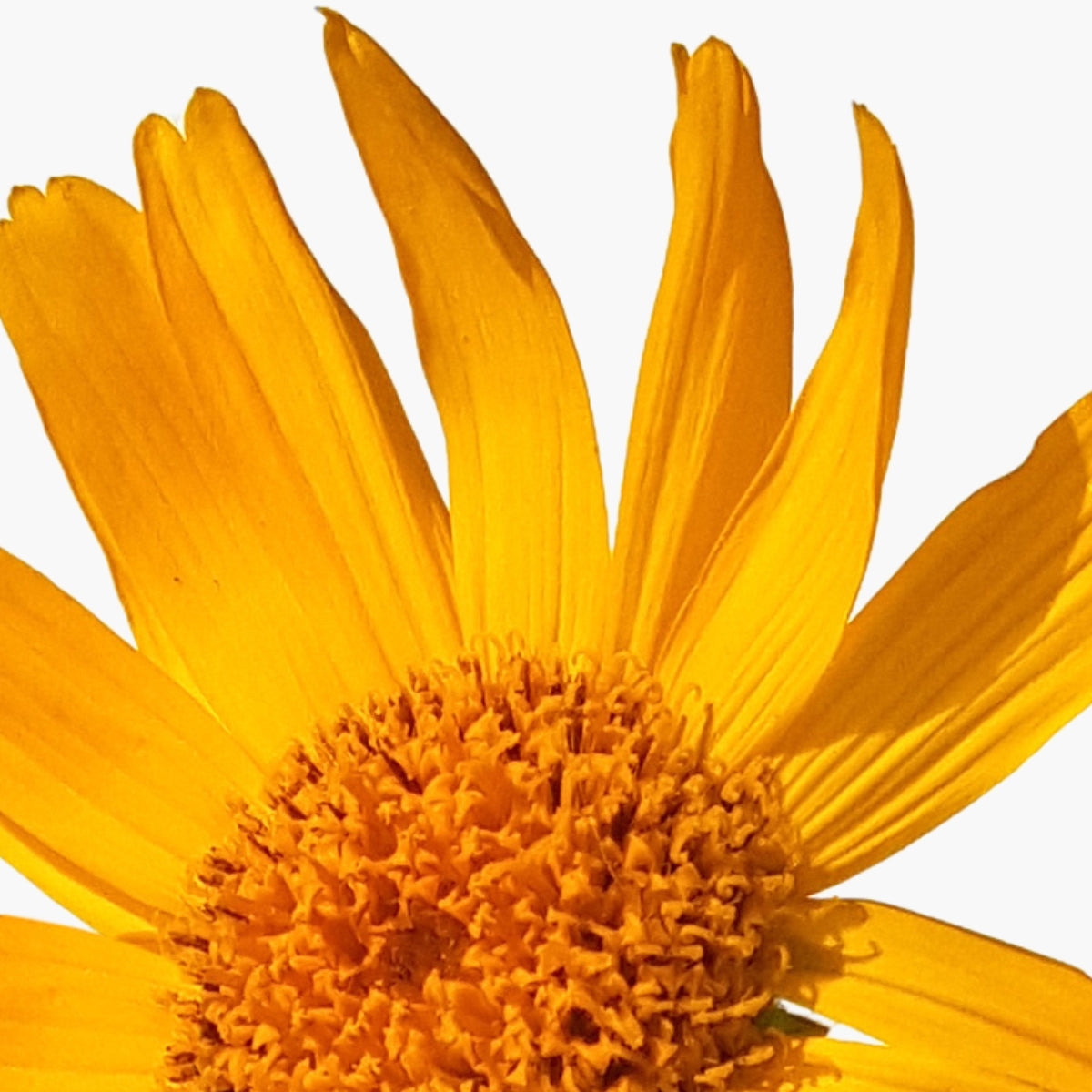 Arnica Montana Flower Extract - DermaQuest Clinical Ingredient