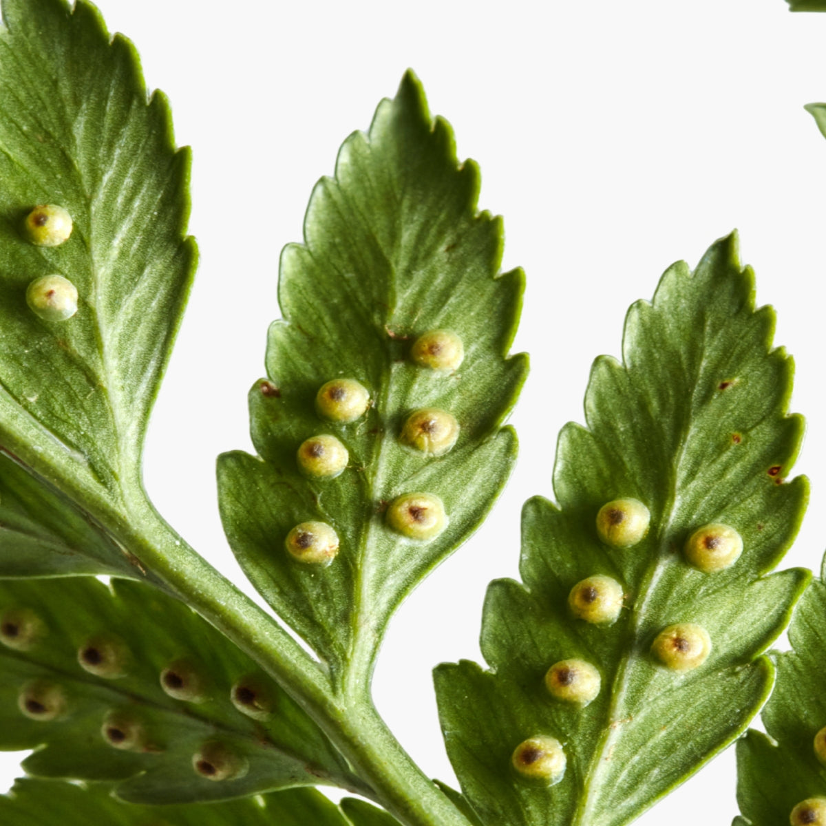 Artemisia Vulgaris Extract - DermaQuest Clinical Ingredient