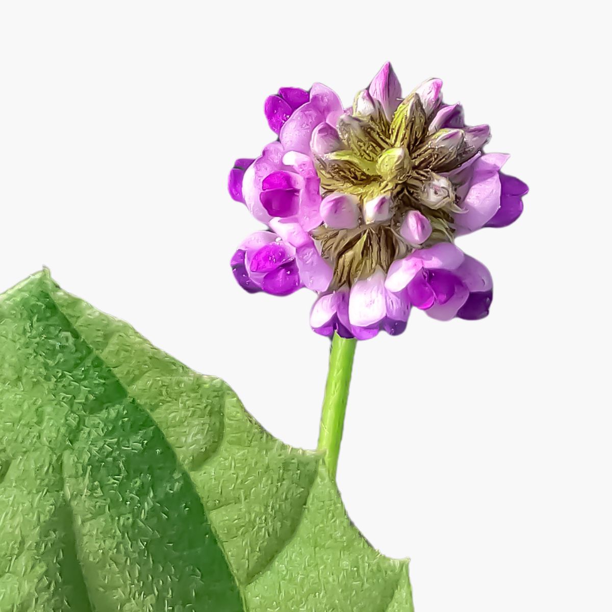 Bakuchiol - DermaQuest Clinical Ingredient