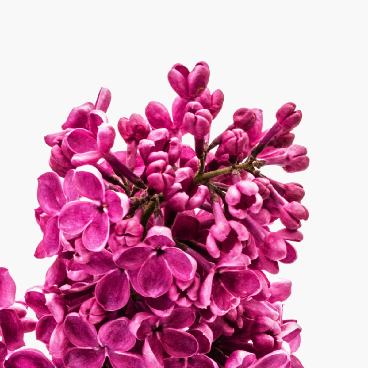 Buddleja Davidii Meristem Cell Culture - DermaQuest Clinical Ingredient