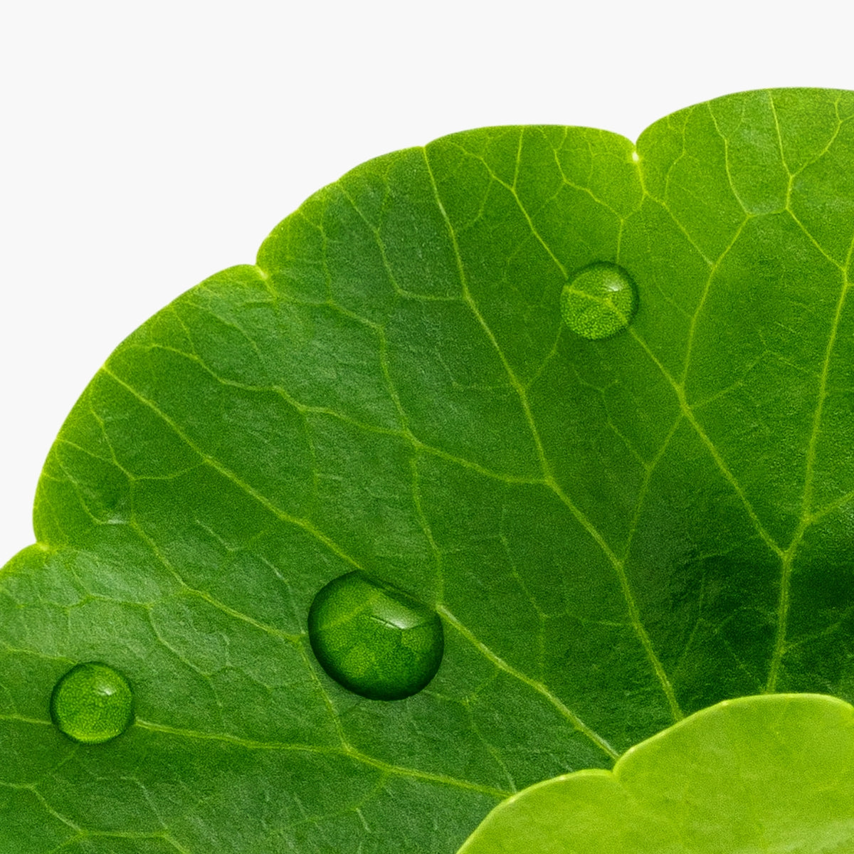 Centella Asiatica Extract - DermaQuest Clinical Ingredient