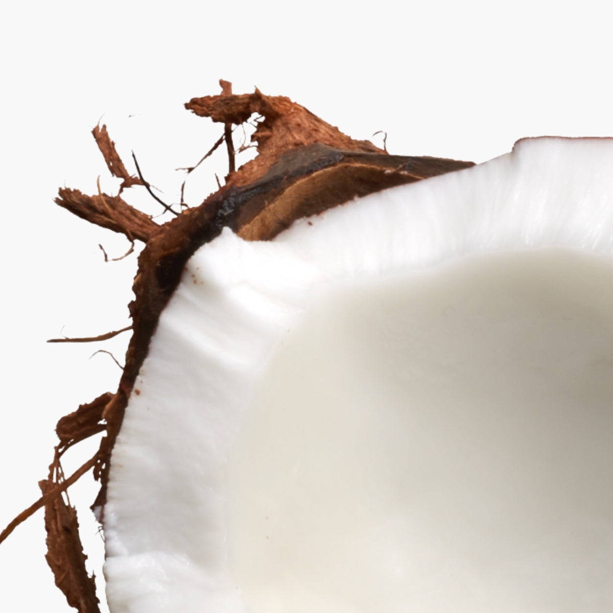 Cocos Nucifera - DermaQuest Clinical Ingredient