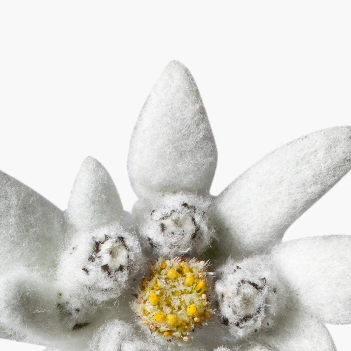 Edelweiss Plant Stem Cells - DermaQuest Clinical Ingredient