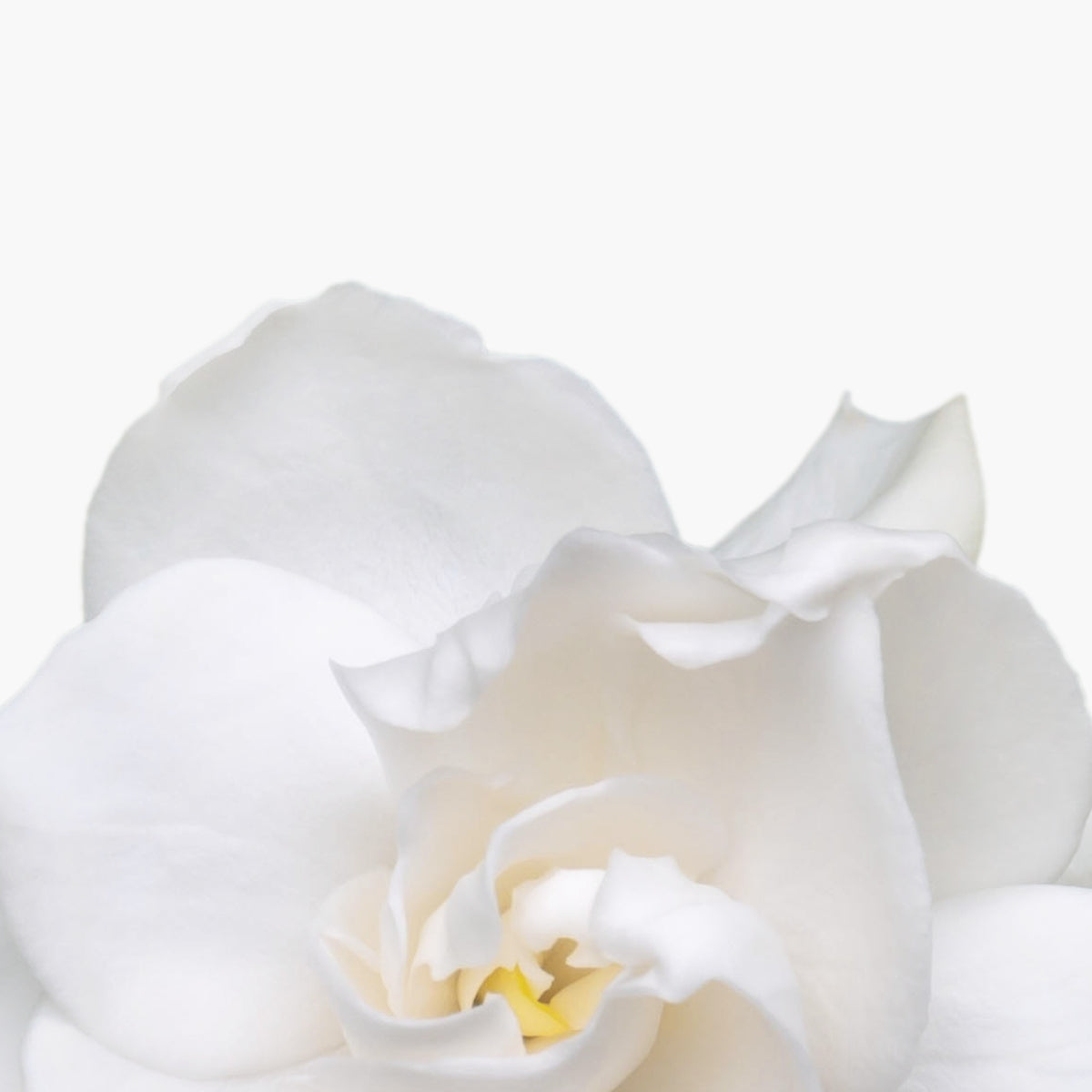 Gardenia Jasminoides Callus Culture Extract - DermaQuest Clinical Ingredient