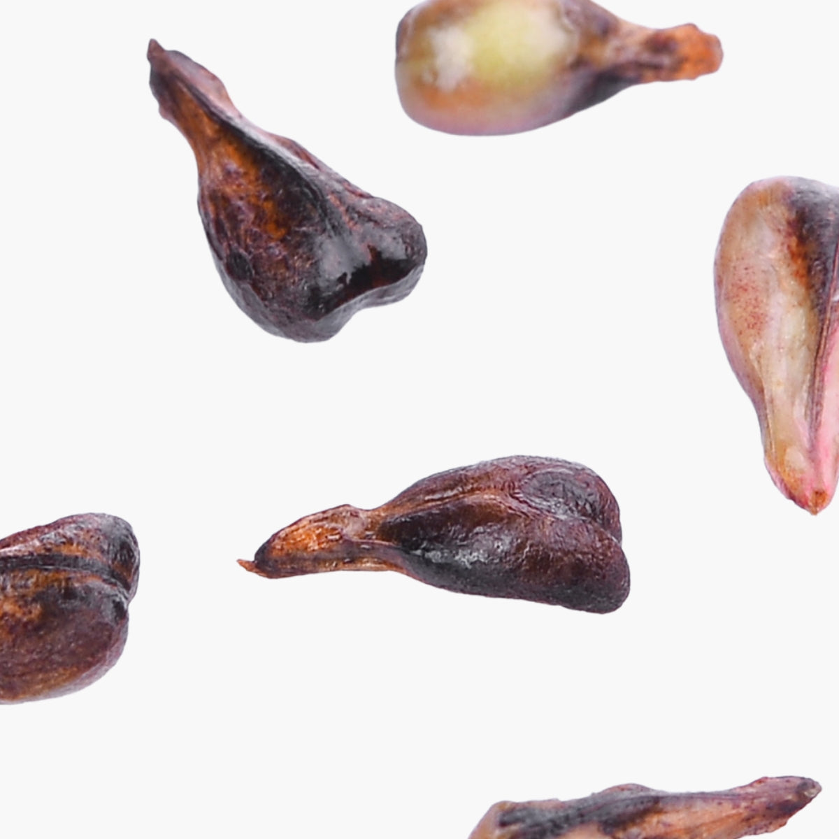 Grape Seed Extract - DermaQuest Clinical Ingredient