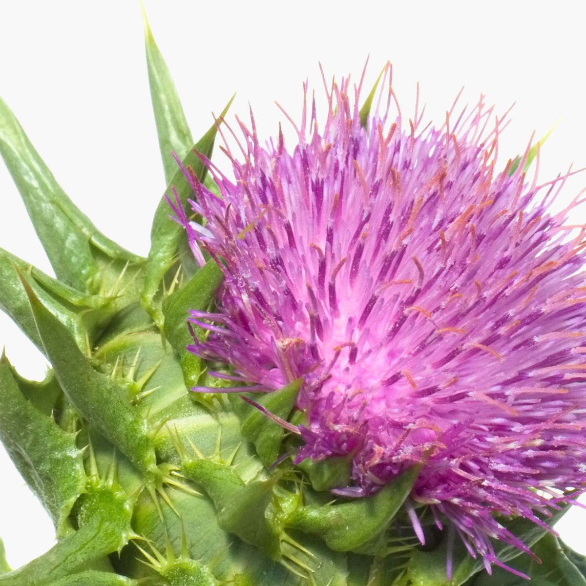 Hexylresorcinol - DermaQuest Clinical Ingredient