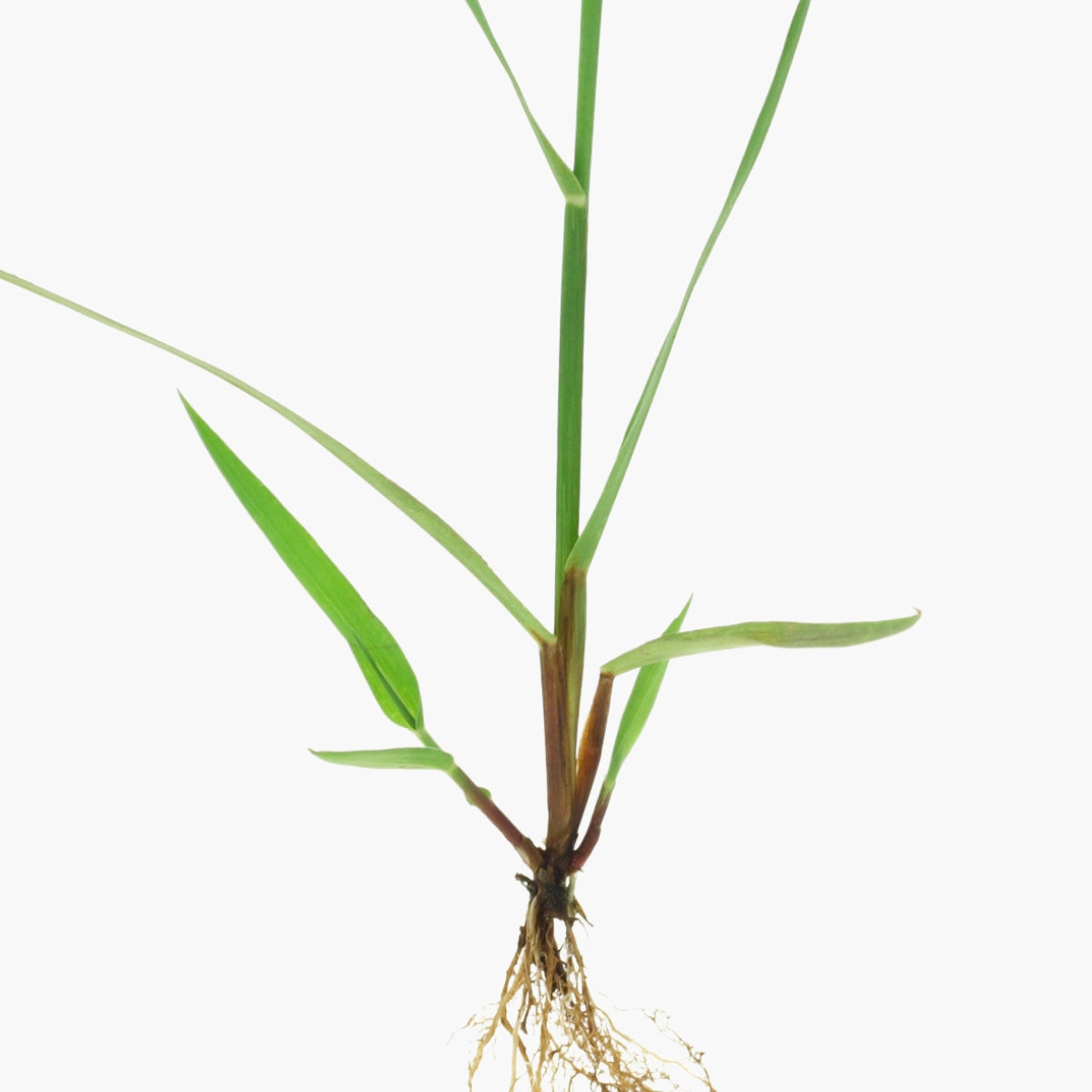 Imperata Cylindrica Root Extract - DermaQuest Clinical Ingredient