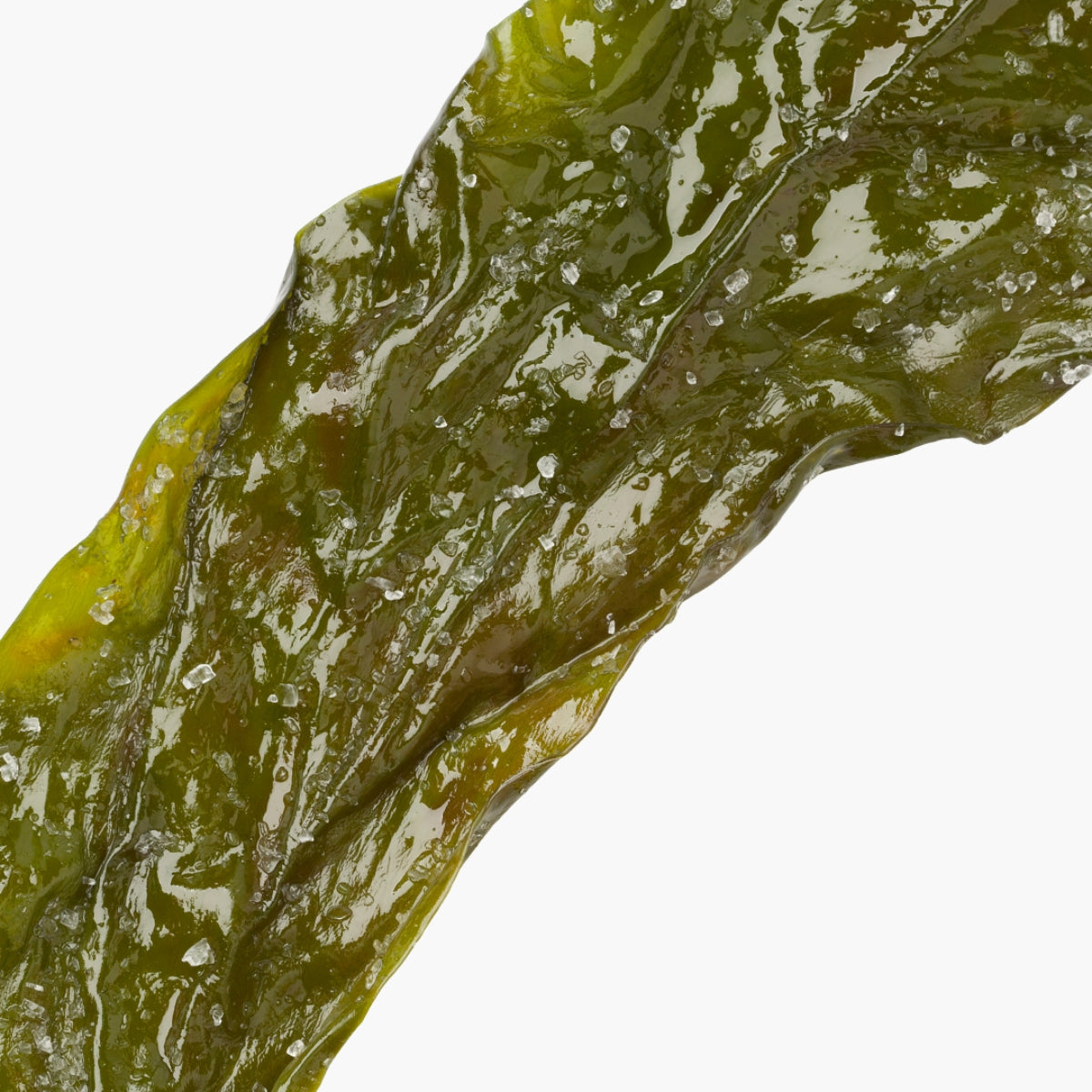 Laminaria Digitata Extract - DermaQuest Clinical Ingredient