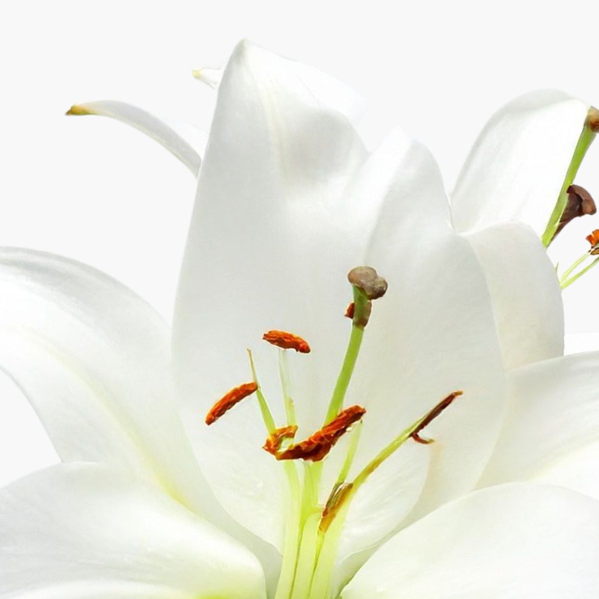 Madonna Lily Plant Stem Cells - DermaQuest Clinical Ingredient