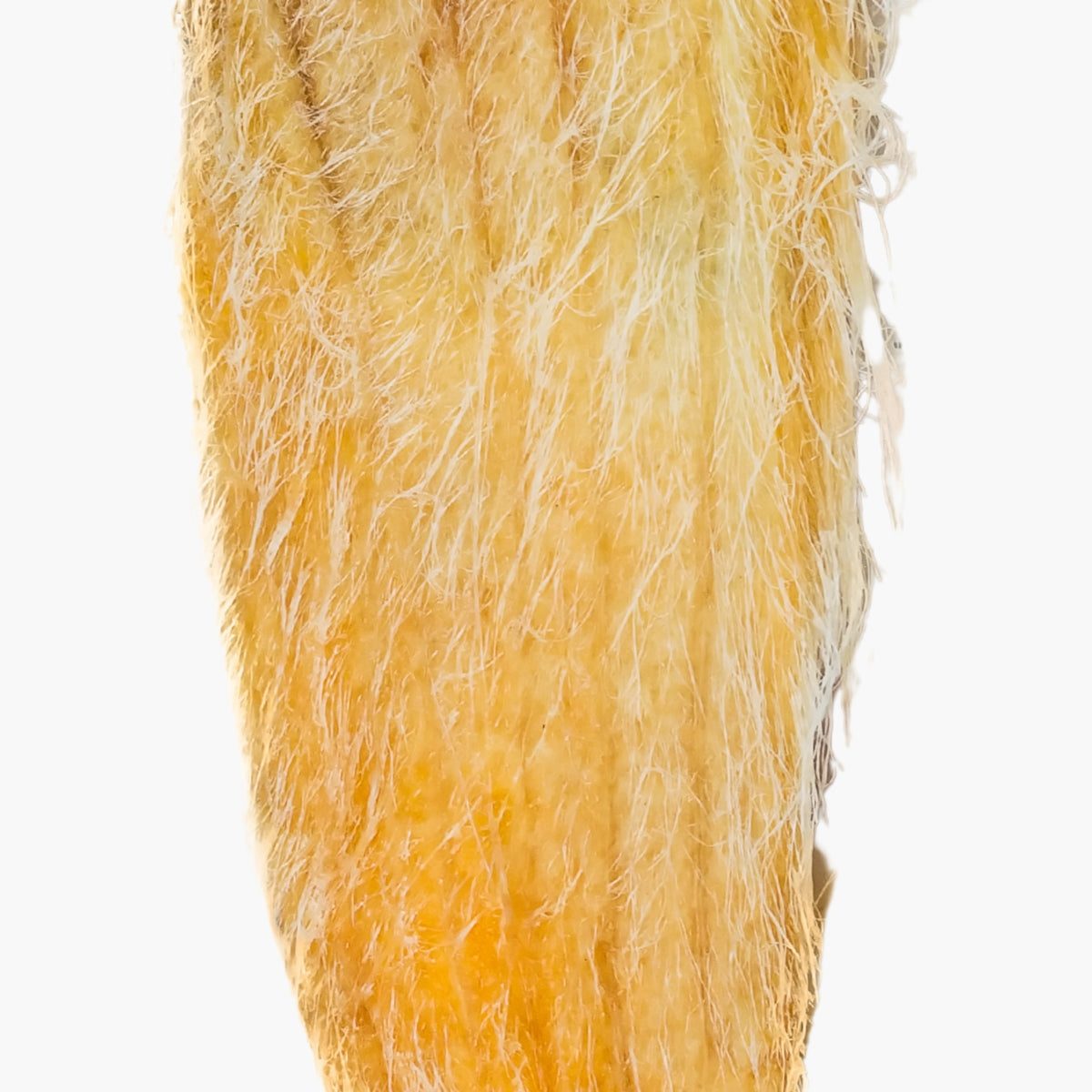 Mango Seed Butter Extract - DermaQuest Clinical Ingredient