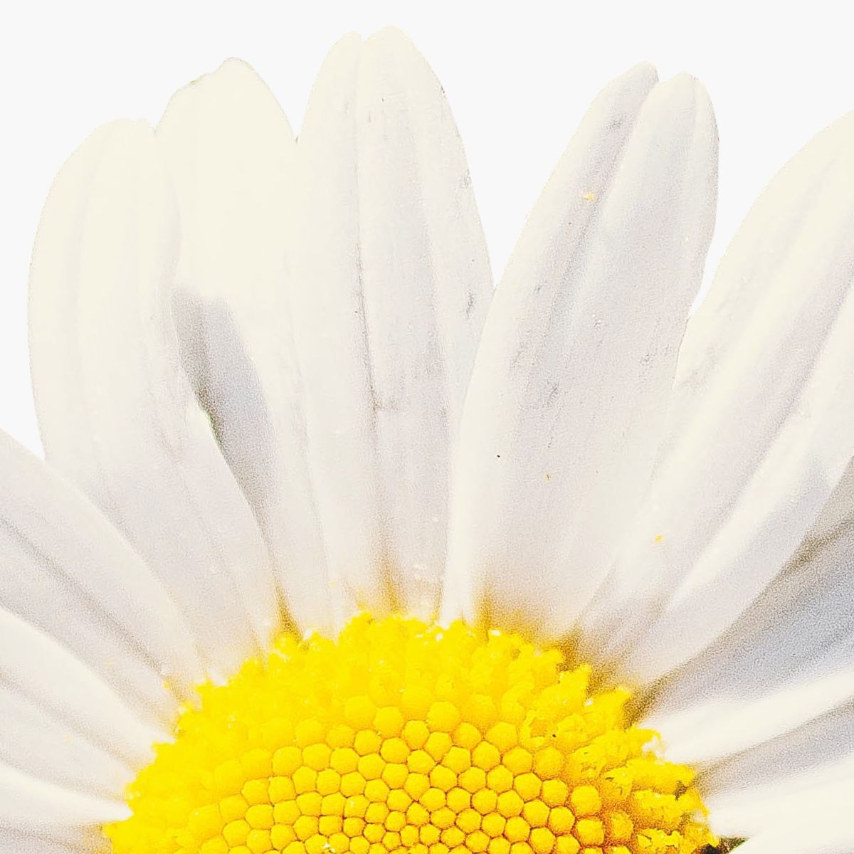 Matricaria Flower Extract - DermaQuest Clinical Ingredient