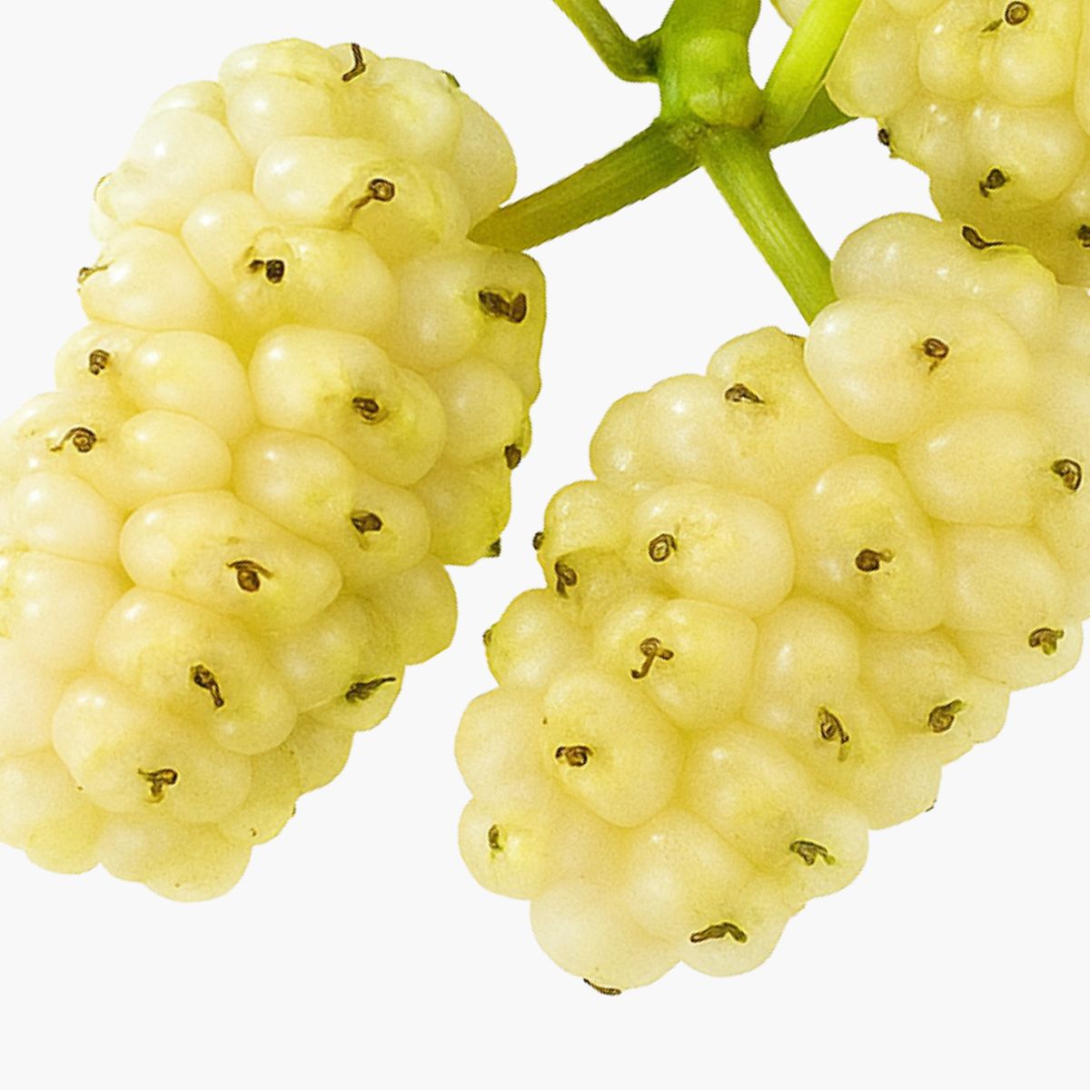 Morus Alba Fruit Extract - DermaQuest Clinical Ingredient