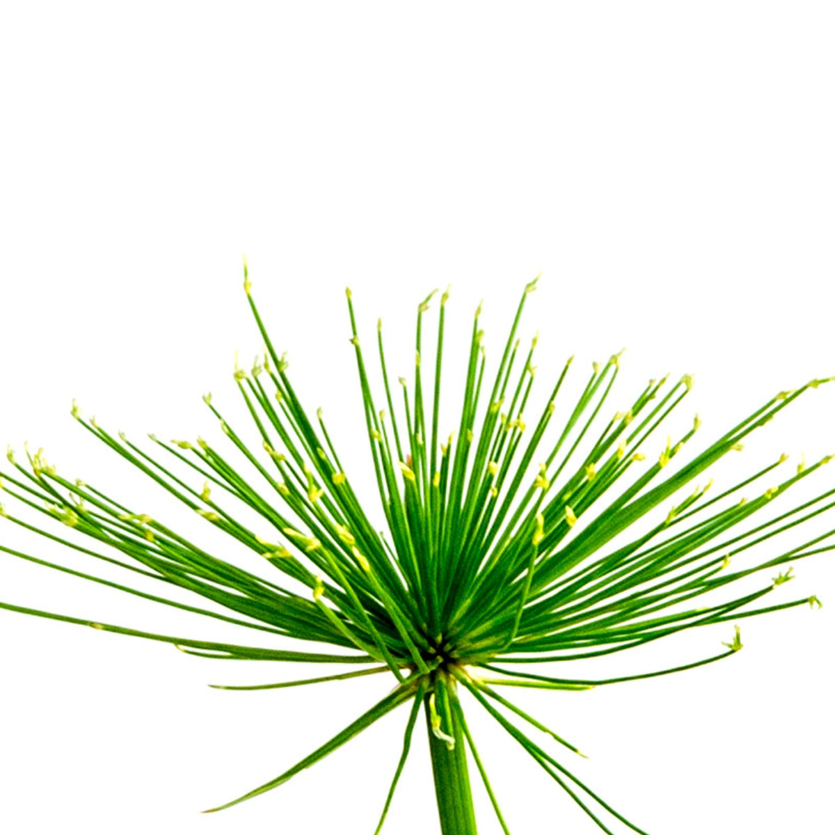 Papyrus Leaf Stem Cell Extract - DermaQuest Clinical Ingredient