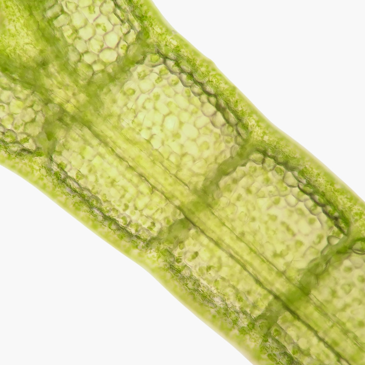 Plant Stem Cells - DermaQuest Clinical Ingredient