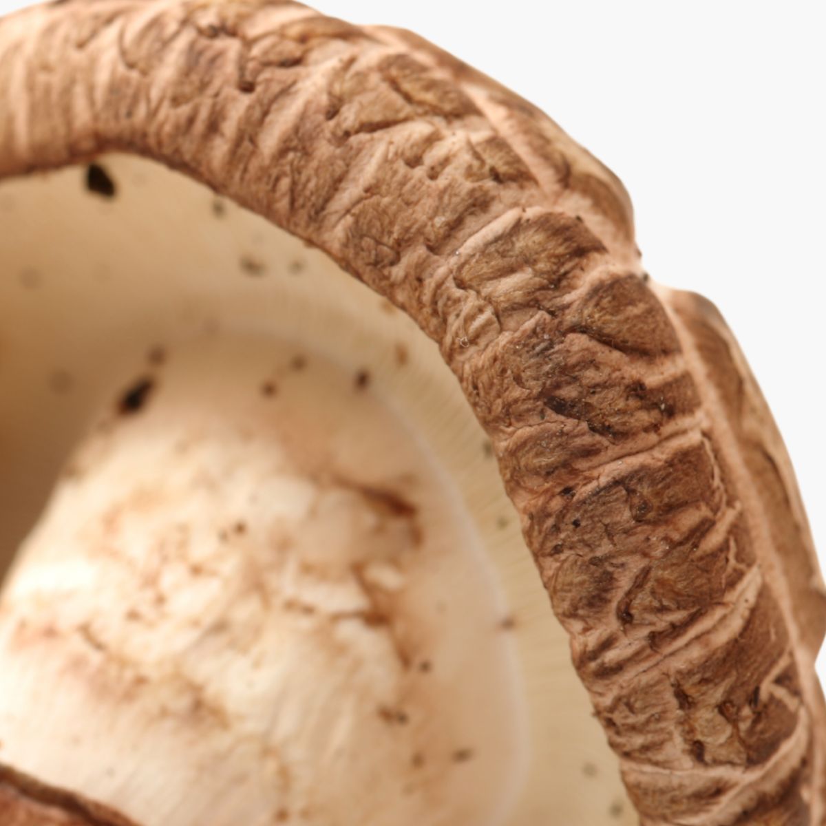Shiitake Mushroom - DermaQuest Clinical Ingredient