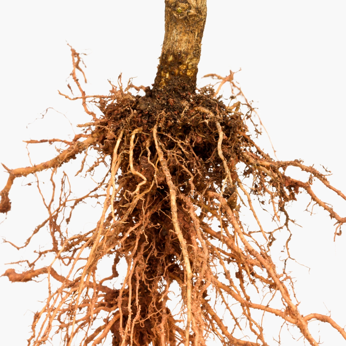 Symphytum Officinale Comfrey Root Cell Extract - DermaQuest Clinical Ingredient