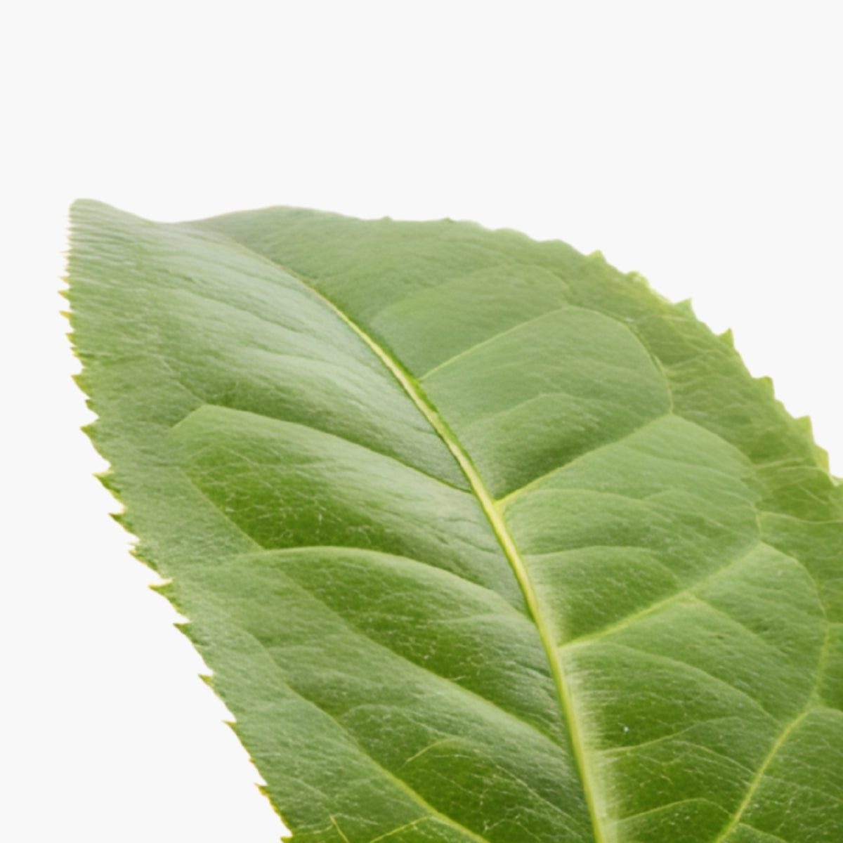 Tea Tree Oil - DermaQuest Clinical Ingredient