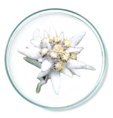 Edelweiss Plant Stem Cells