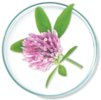 Clover Flower Extract