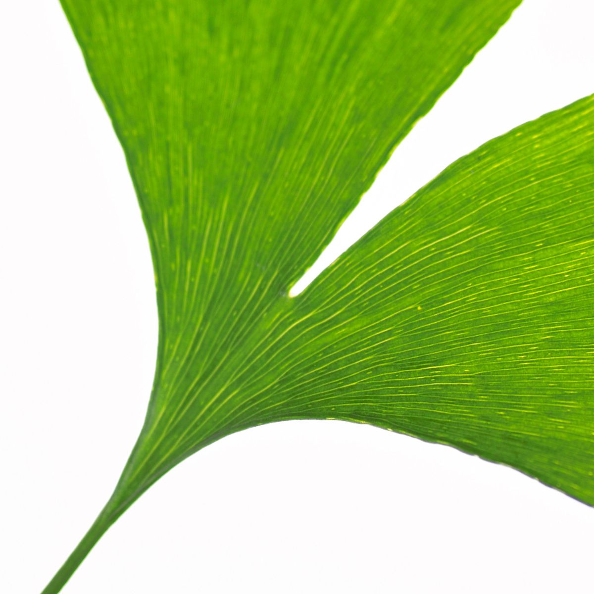 Ginkgo Biloba Leaf Extract - DermaQuest Clinical Ingredient