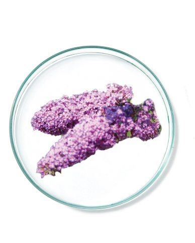 Buddleja Davidii Meristem Cell Culture