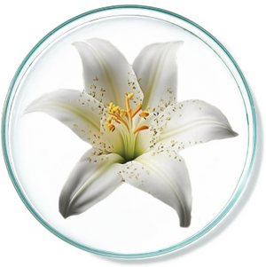 Madonna Lily Plant Stem Cells
