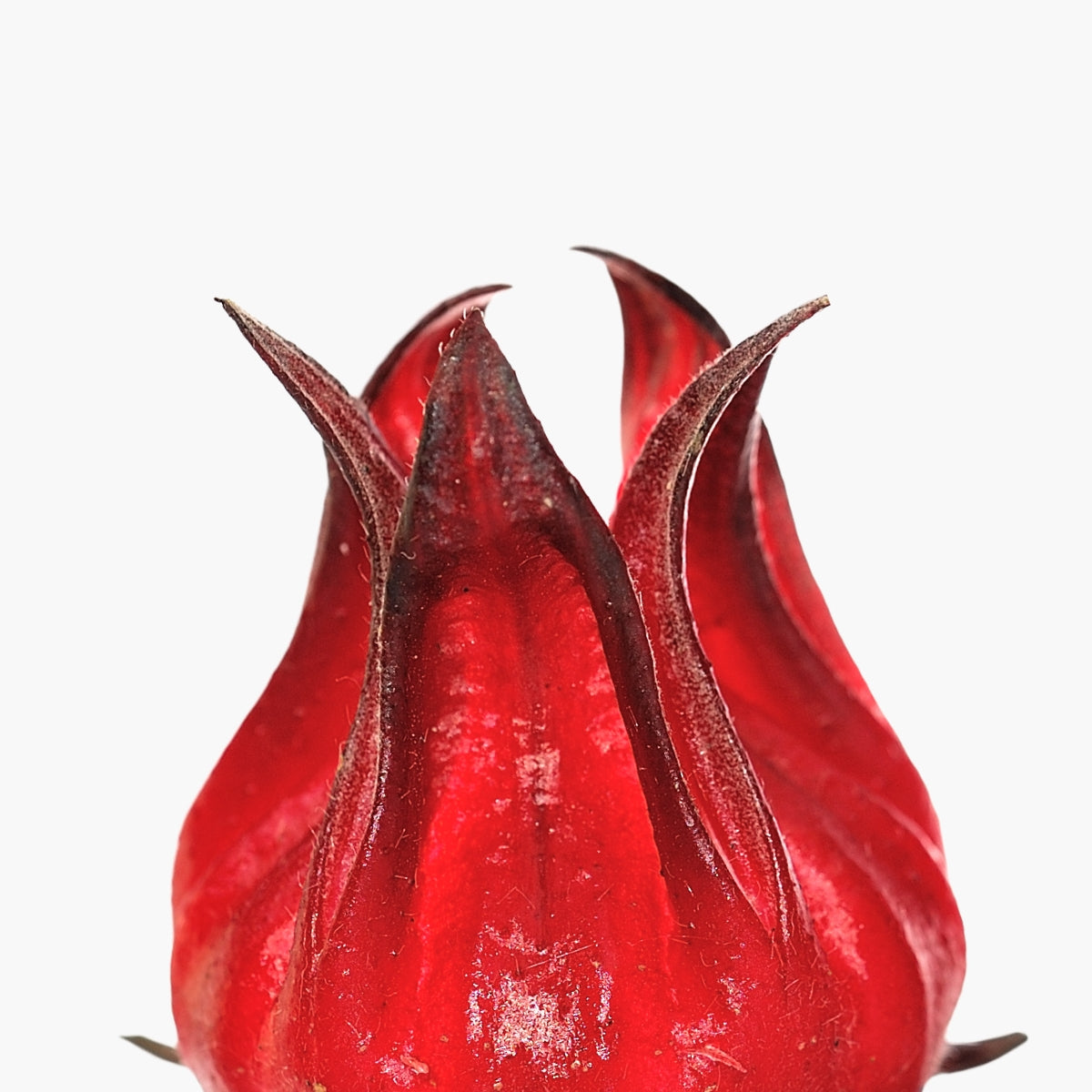 Hibiscus Sabdariffa Flower Extract - DermaQuest Clinical Ingredient