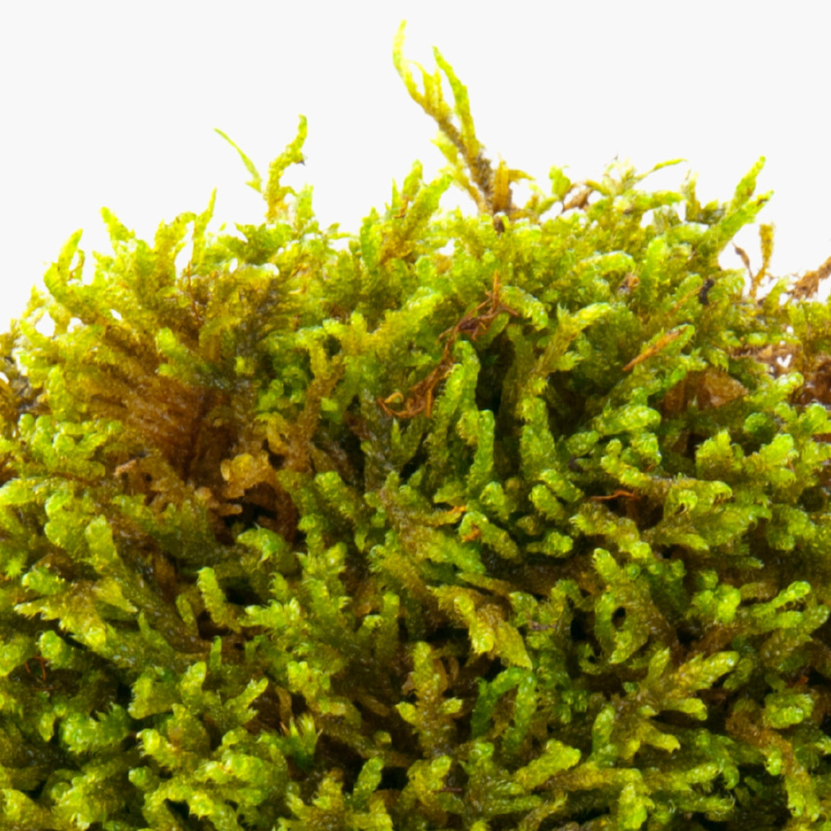 Moss Cell Tec - DermaQuest Clinical Ingredient