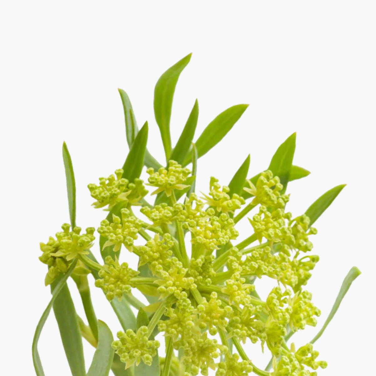 Sea Fennel Plant Stem Cells - DermaQuest Clinical Ingredient