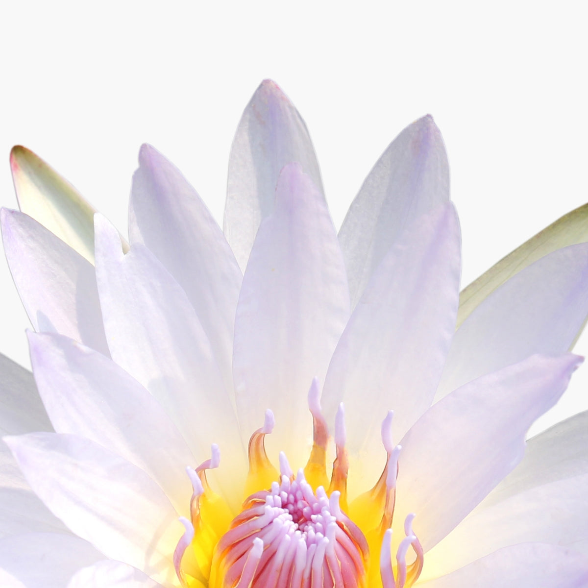 Sepicalm - DermaQuest Clinical Ingredient