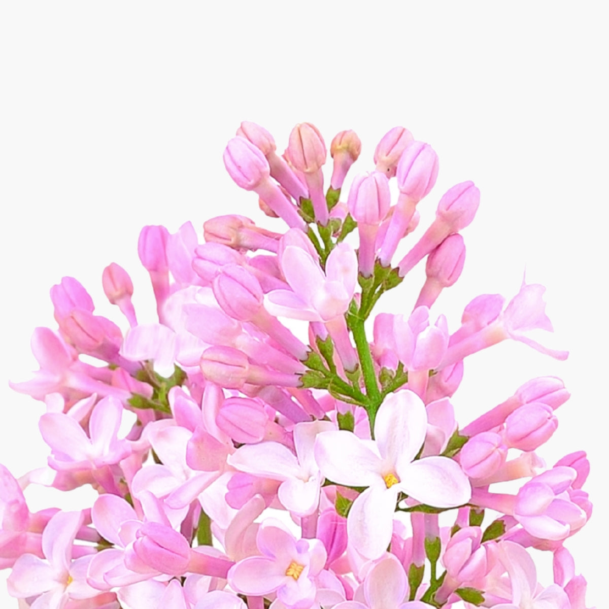 Syringa Vulgaris Lilac Leaf Cell Culture Extract - DermaQuest Clinical Ingredient